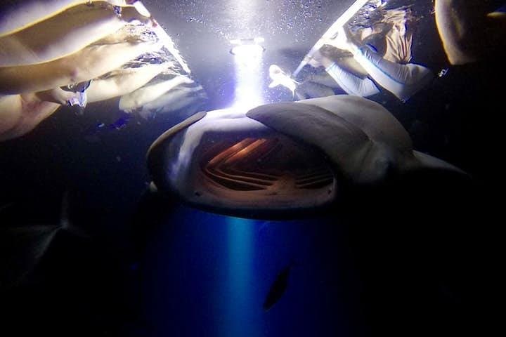 Night Manta Ray Snorkel Experience in Kona — Keauhou Bay Adventure photo 4