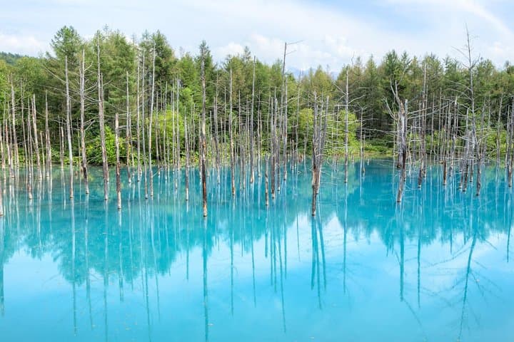 Furano Lavender Fields & Blue Pond Day Tour from Sapporo — Practical Guide photo 2