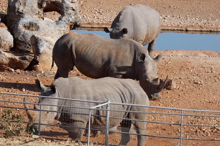 4-Day Etosha Safari: Private Guided Tour from Windhoek or Swakopmund photo 2
