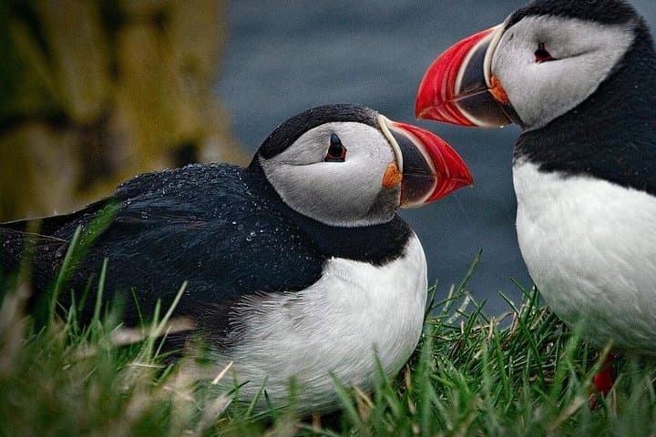 South Coast of Iceland Private Day Tour — Waterfalls, Black Sand & Glacier Hike photo 2