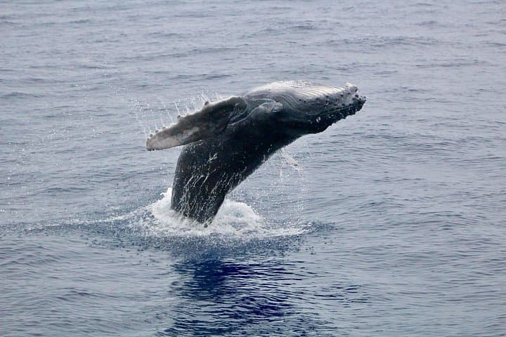 Maui Premium Sunset Whale-Watching Dinner Cruise from Ma'alaea Harbor photo 3