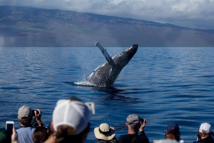 Maui Premium Sunset Whale-Watching Dinner Cruise from Ma'alaea Harbor