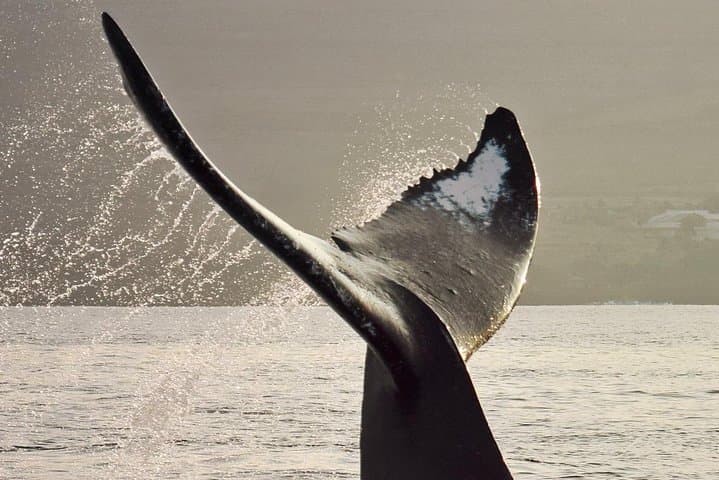 Maui Premium Sunset Whale-Watching Dinner Cruise from Ma'alaea Harbor photo 4