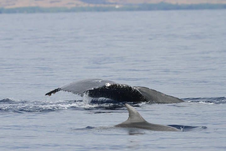 Maui Premium Sunset Whale-Watching Dinner Cruise from Ma'alaea Harbor photo 6