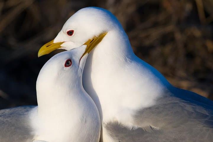 Turnagain Arm Half-Day Tour from Anchorage — Seward Highway, Beluga Point & Alaska Wildlife Conservation Center photo 2