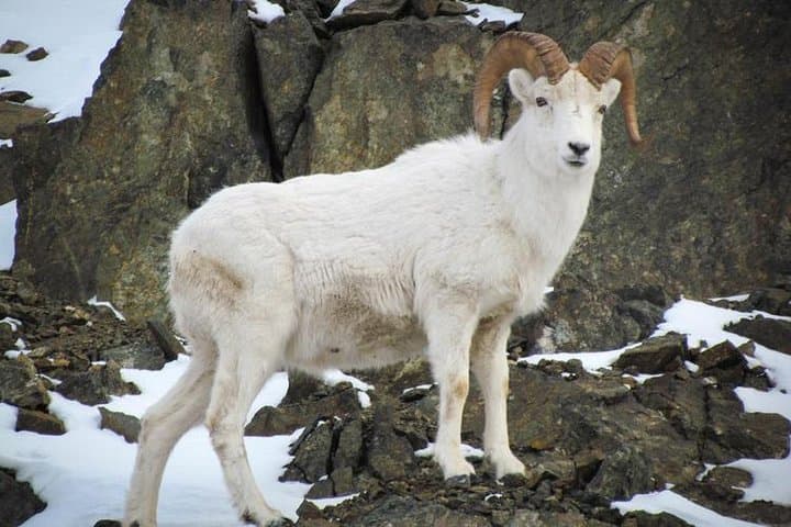 Turnagain Arm Half-Day Tour from Anchorage — Seward Highway, Beluga Point & Alaska Wildlife Conservation Center photo 3