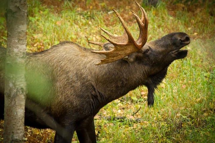 Turnagain Arm Half-Day Tour from Anchorage — Seward Highway, Beluga Point & Alaska Wildlife Conservation Center photo 5