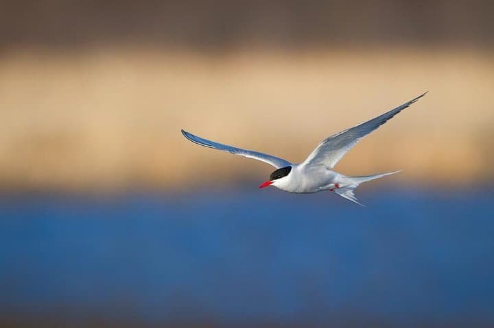Turnagain Arm Half-Day Tour from Anchorage — Seward Highway, Beluga Point & Alaska Wildlife Conservation Center photo 6