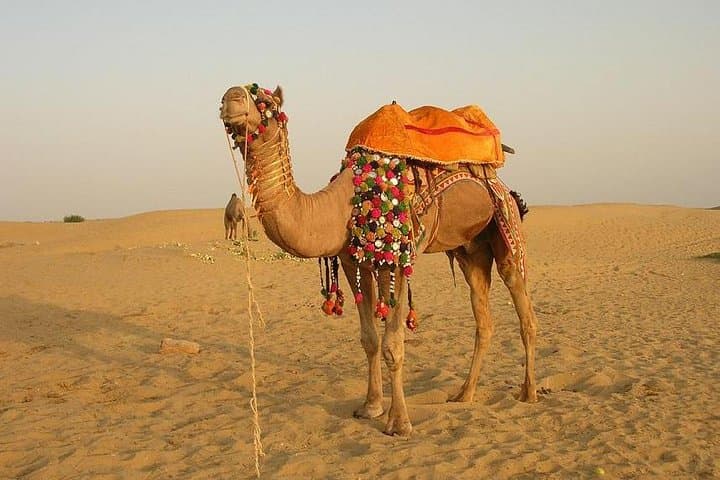 Full-Day Jaisalmer Sightseeing: Fort, Havelis & Thar Desert Camel Ride photo 5