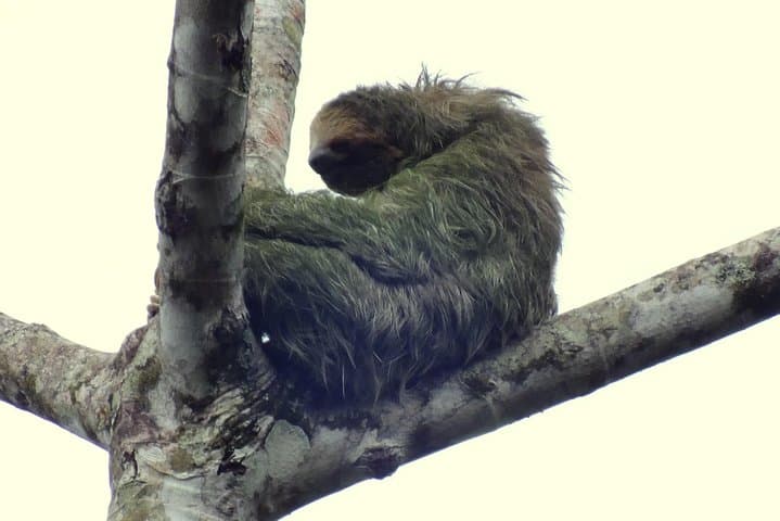 Safari Floating on Peñas Blancas River — La Fortuna Wildlife Float Tour photo 3
