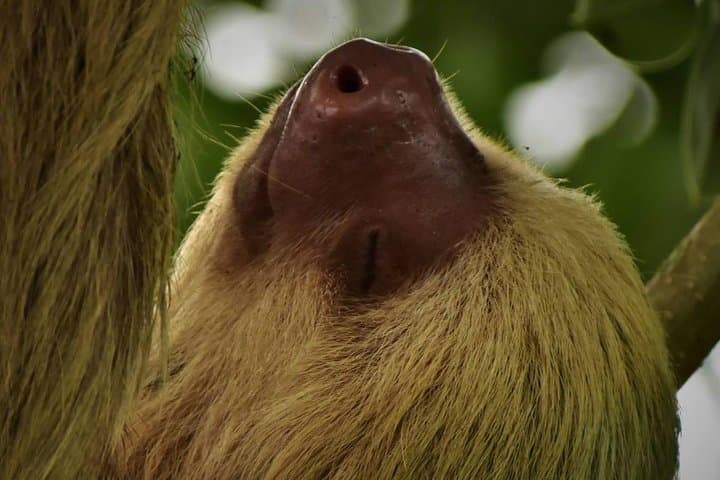 Safari Floating on Peñas Blancas River — La Fortuna Wildlife Float Tour photo 4
