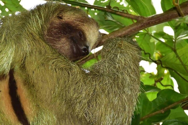 Safari Floating on Peñas Blancas River — La Fortuna Wildlife Float Tour photo 2