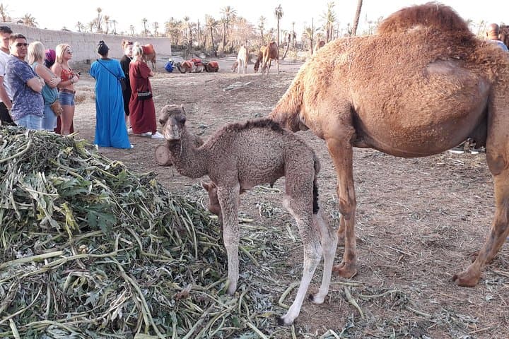Sunset Camel Ride in Marrakech's Palmeraie — 30-Min Oasis Tour photo 4