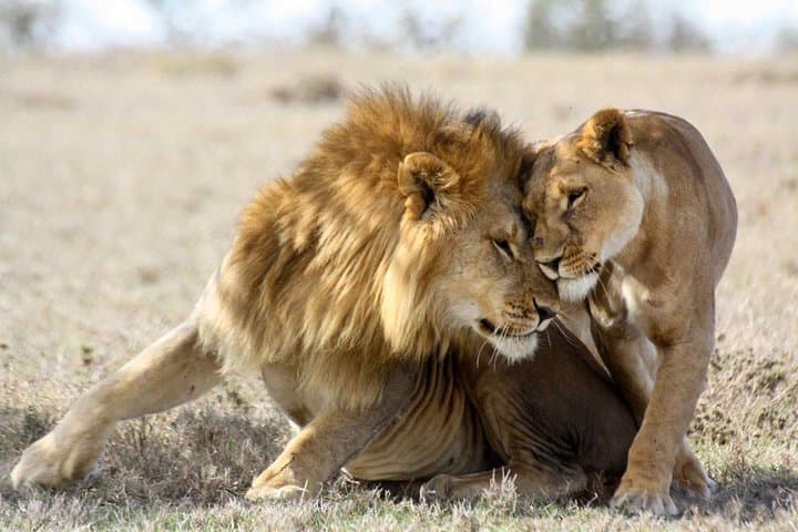 3-Day Masai Mara Safari: Big Five, Wildebeest Migration & Budget Tented Camping