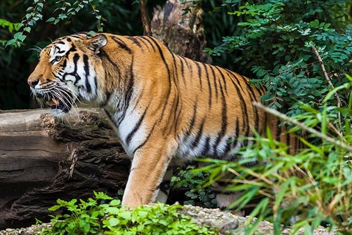 Ranthambore Tiger Safari: 5-Day Wildlife & Golden Triangle Adventure photo 2