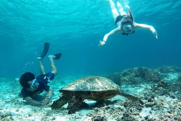 Snorkeling with Turtles on Gili Trawangan: Day Tour to Gili Meno & Coral Gardens