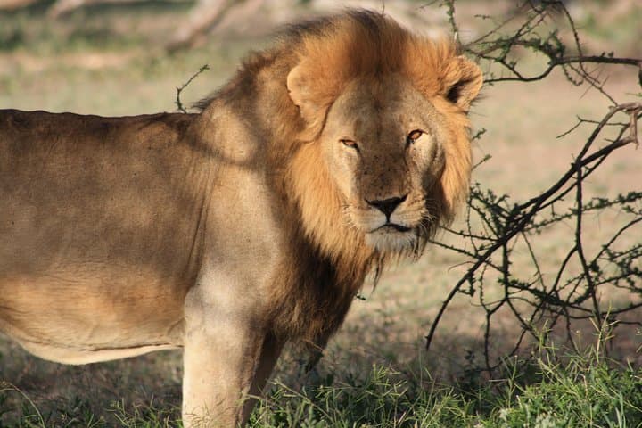 5-Day Luxury Tanzania Safari: Serengeti, Ngorongoro & Lake Manyara Lodge Circuit