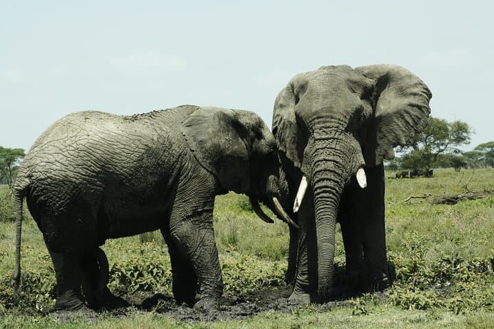 5-Day Luxury Tanzania Safari: Serengeti, Ngorongoro & Lake Manyara Lodge Circuit photo 2