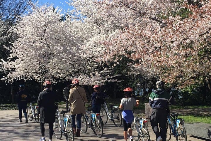 Pedaling the Cherry Blossoms: A 2-Hour Bike Tour Around DC’s Tidal Basin photo 6