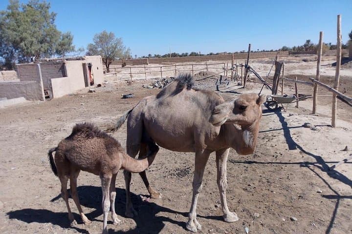 Marrakech to Merzouga: 3-Day Erg Chebbi Desert Adventure photo 5