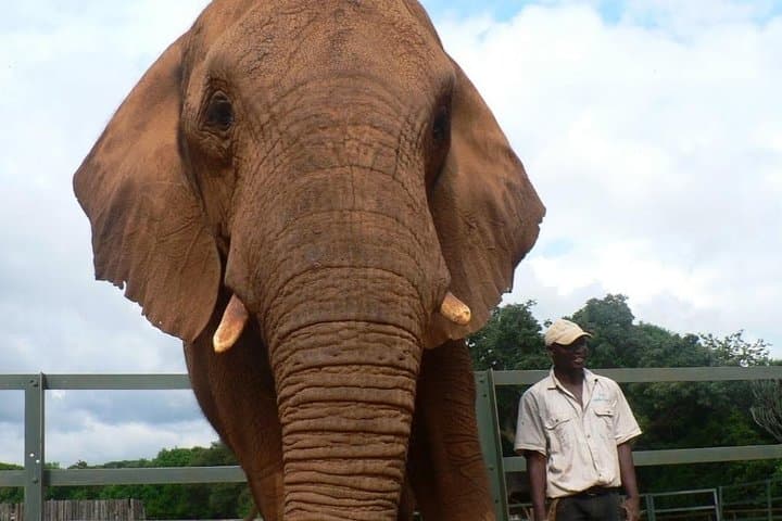 Lesedi Cultural Village and Elephant Walk — Day Trip from Johannesburg photo 1
