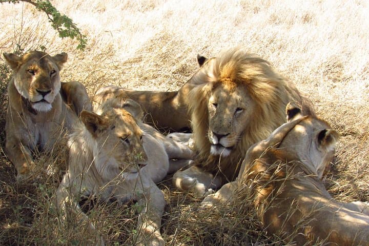 3-Day Masai Mara Big Five Safari: Game Drives, Migration & Practical Tips photo 4