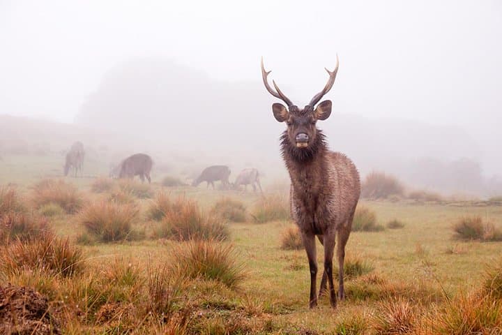 Horton Plains & World's End: Private Guided Day Hike with Scenic Train photo 3