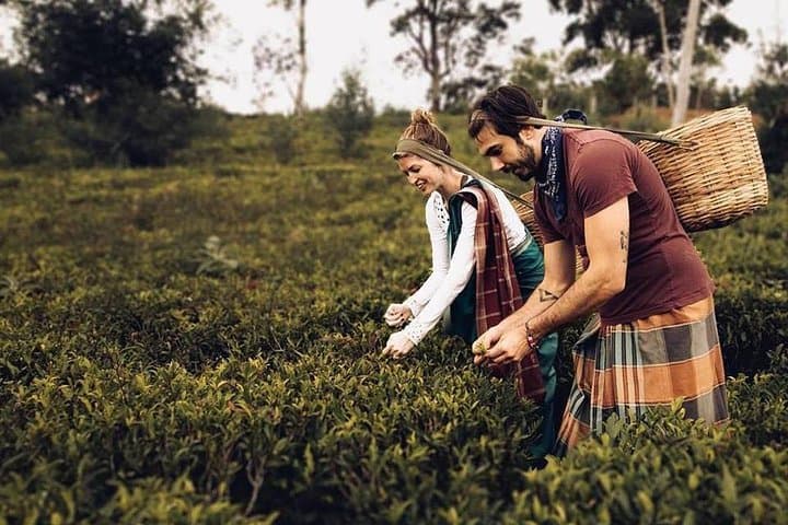 3-Night Sri Lanka: Kandy & Nuwara Eliya Tea Country with Colombo Highlights photo 3