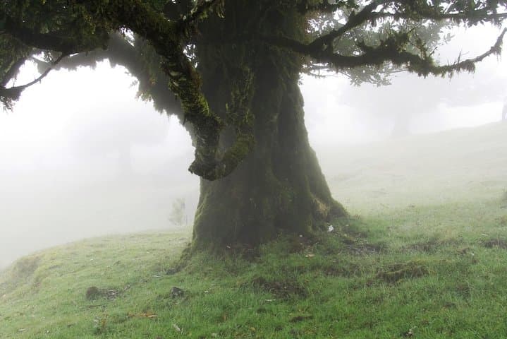 Fanal Enchanted Forest Walk: Explore Madeira’s Ancient Laurisilva photo 4