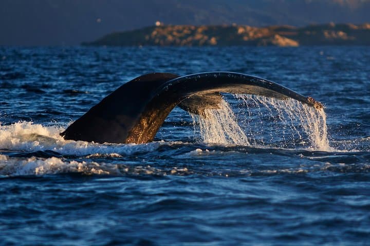 RIB Whale Watching in Skjervøy: Full-Day Wildlife Tour from Tromsø photo 4
