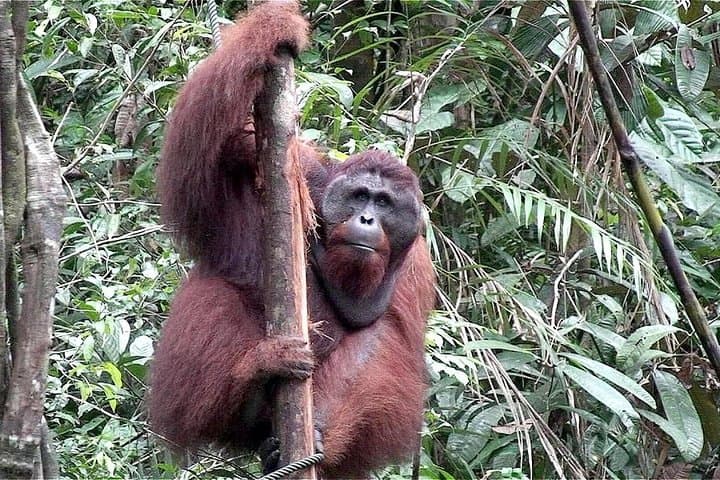 Semenggoh Orangutan Sanctuary Tour: See Semi‑Wild Orangutans Near Kuching photo 3