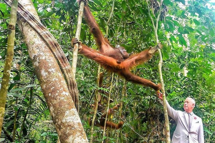 Semenggoh Orangutan Sanctuary Tour: See Semi‑Wild Orangutans Near Kuching photo 4