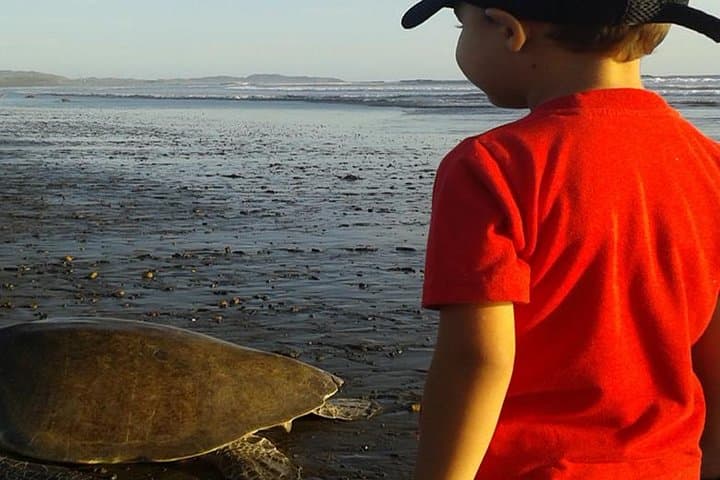 Turtle Night Walk Near Sámara Beach — Guided Sea Turtle Nesting Tour photo 4