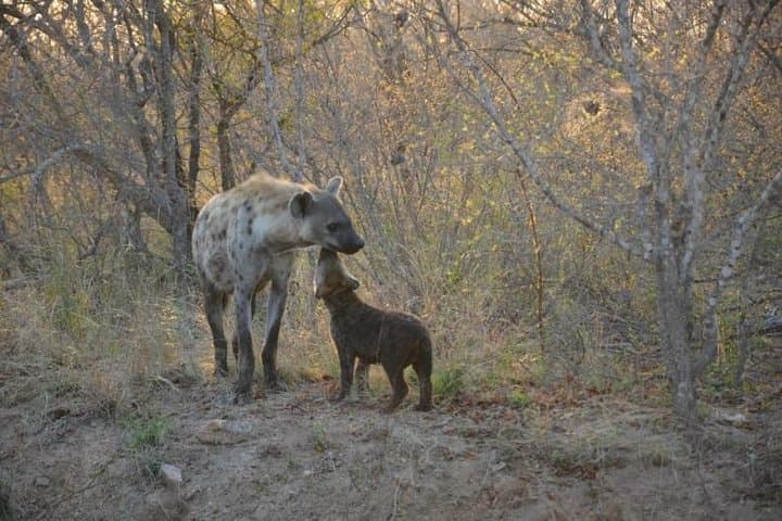 4-Day Kruger National Park Safari: Skukuza Game Drives & Panorama Route photo 3
