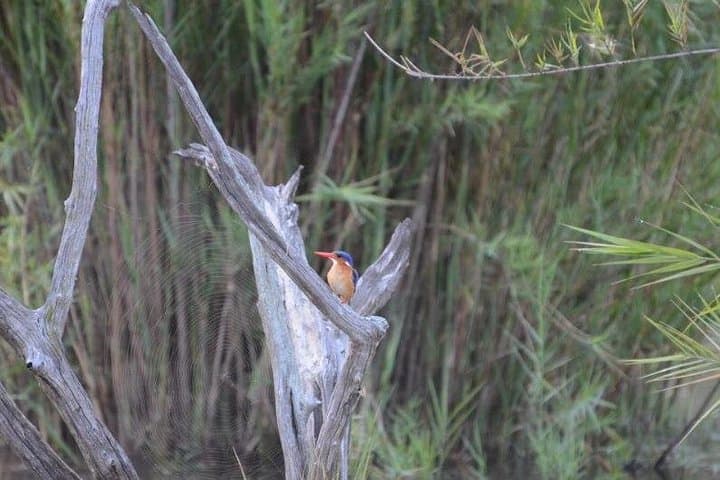 4-Day Kruger National Park Safari: Skukuza Game Drives & Panorama Route photo 4