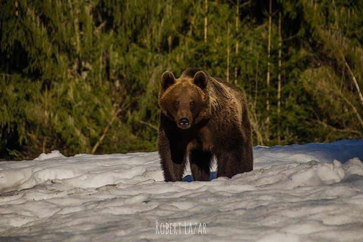 Bear Watching in Romania's Land of Volcanoes: Tusnad Hide Experience photo 6
