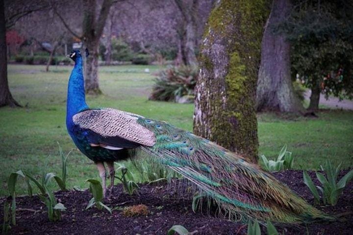 Victoria Full-Day: Butchart Gardens, City Highlights & Whale Watching photo 3