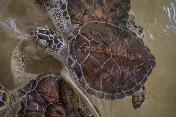 Private Isla Mujeres Excursion from Cancun — Snorkel Isla Che & Island Time photo 5