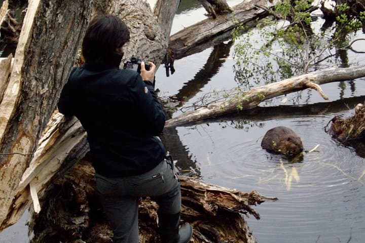 Evening Beaver Watching in Tierra del Fuego: Guided Castorera Walk from Ushuaia photo 3