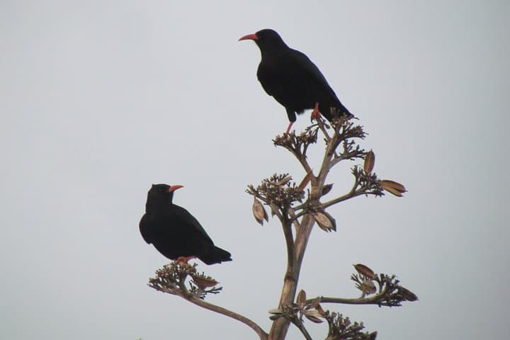 Sagres birdwatching day — coastal migration watch on the Algarve peninsula photo 6