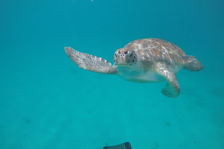 Private Catamaran Cruise in Barbados — Snorkel with Turtles (Small Groups) photo 4