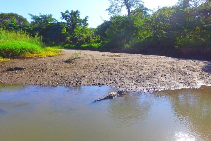 Palo Verde RiverRide: Tempisque River Boat Tour from Guanacaste photo 3
