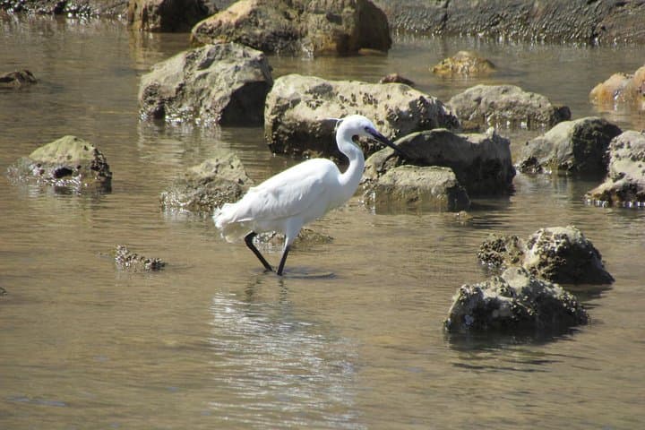 Half-Day Birdwatching at Abicada Marsh: Ria de Alvor Wildlife Walk photo 3