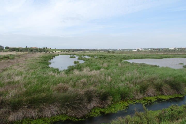 Half-Day Birdwatching at Abicada Marsh: Ria de Alvor Wildlife Walk photo 4