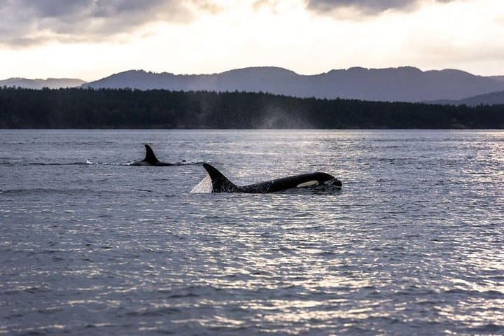 Ultimate Victoria Experience: Butchart Gardens, City Sights & Whale Watching
