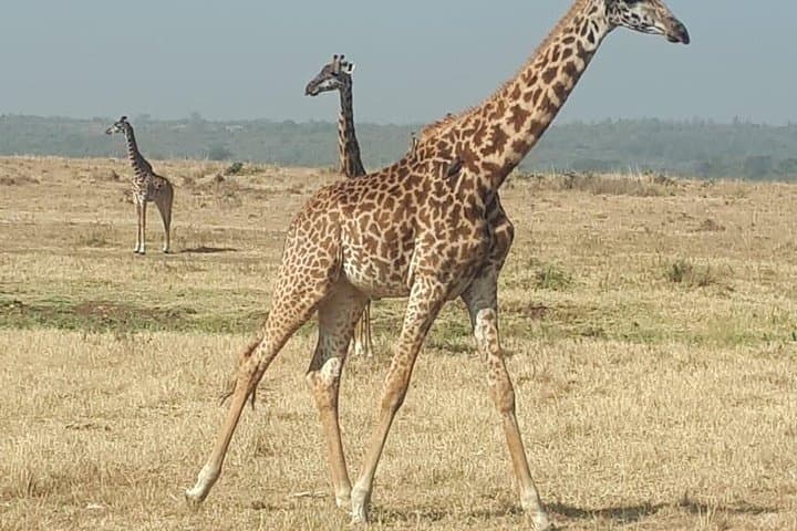 Full-Day Nairobi City Excursions and Highlights Guided Tour photo 3