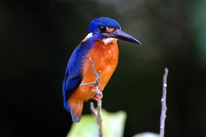 Daintree River 1-Hour Wildlife Cruise from Port Douglas photo 5