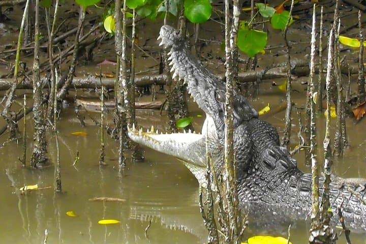 Daintree River 1-Hour Wildlife Cruise from Port Douglas
