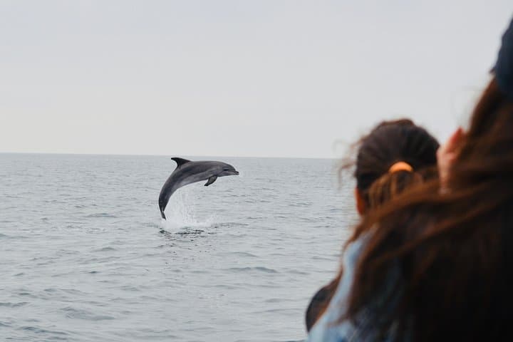 Alghero Dolphin Watching: Research-Led Boat Tour in Capo Caccia Marine Park photo 4