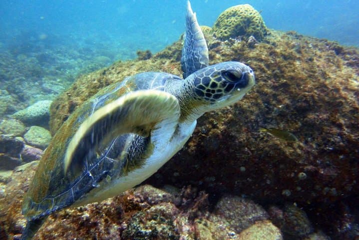 Búzios João Fernandes Diving Baptism — Beginner Scuba Experience photo 6